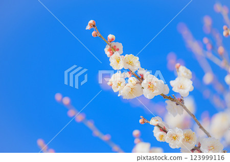 潔白的梅花在湛藍的天空下閃閃發光 123999116