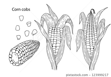 A set of black and white vector illustrations of corn cobs, whole and broken on a white background. Handmade. Label concept on corn, healthy food, cereals, bakery products 123999217
