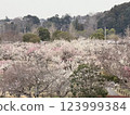 Cherry blossoms at Kairakuen 123999384