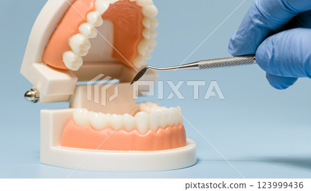 dental model showing human teeth with a gloved hand holding a dental tool, used for hygiene and education dental model showing human teeth with a gloved hand holding a dental tool, used for hygiene and education 123999436
