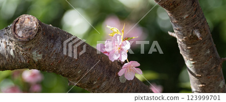 河津櫻花盛開 123999701