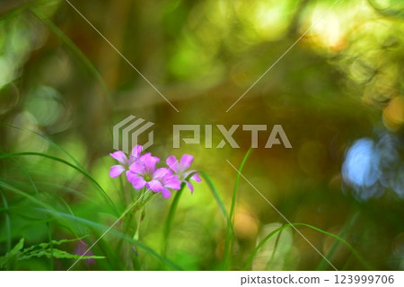 Murasaki Kabaki花 123999706