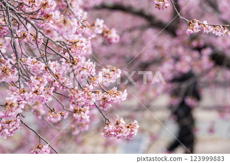 Kawazu cherry blossoms blooming in 21st Century Forest Park, Iwaki City, Fukushima Prefecture Kawazu cherry blossoms blooming in 21st Century Forest Park, Iwaki City, Fukushima Prefecture 123999883
