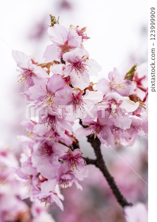 福島縣磐城市21世紀森林公園河津櫻花盛開 福島縣磐城市21世紀森林公園河津櫻花盛開 123999909