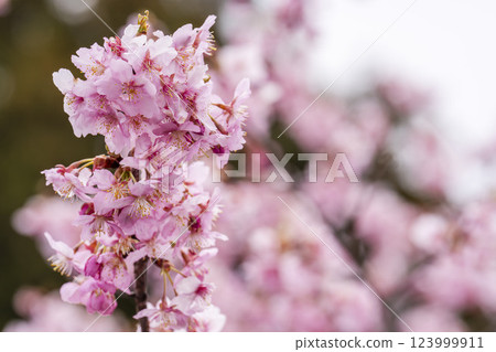 Kawazu cherry blossoms blooming in 21st Century Forest Park, Iwaki City, Fukushima Prefecture Kawazu cherry blossoms blooming in 21st Century Forest Park, Iwaki City, Fukushima Prefecture 123999911