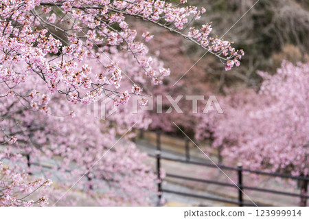 Kawazu cherry blossoms blooming in 21st Century Forest Park, Iwaki City, Fukushima Prefecture Kawazu cherry blossoms blooming in 21st Century Forest Park, Iwaki City, Fukushima Prefecture 123999914