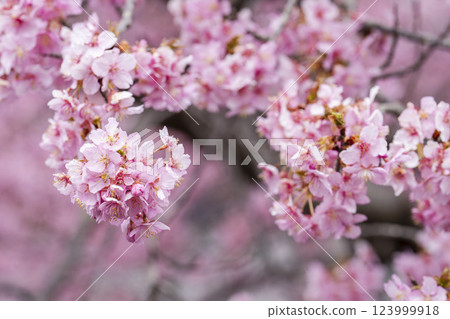 福島縣磐城市21世紀森林公園河津櫻花盛開 福島縣磐城市21世紀森林公園河津櫻花盛開 123999918
