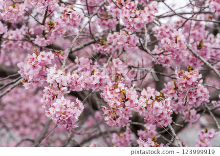 Kawazu cherry blossoms blooming in 21st Century Forest Park, Iwaki City, Fukushima Prefecture Kawazu cherry blossoms blooming in 21st Century Forest Park, Iwaki City, Fukushima Prefecture 123999919
