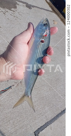 抓住你捕獲的 Konoshiro 魚 抓住你捕獲的 Konoshiro 魚 124000302