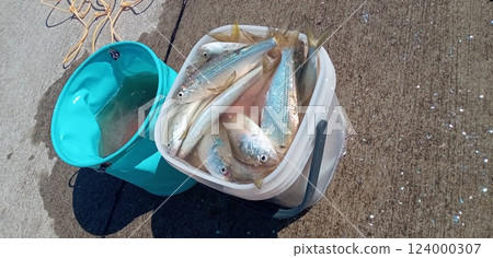 裝滿金白魚的釣魚點 124000307