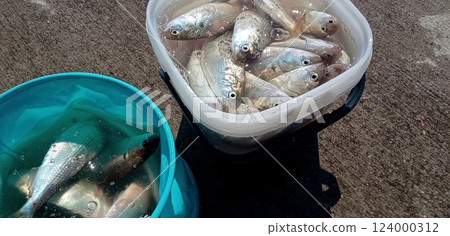 釣魚場的風景 滿滿一桶魚 釣魚場的風景 滿滿一桶魚 124000312
