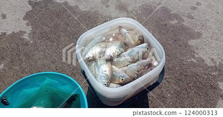 被捕獲的木城 被捕獲的木城 124000313