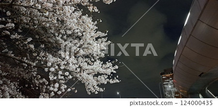 夜晚的櫻花 夜晚的櫻花 124000435