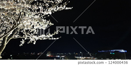 櫻花與夜景 櫻花與夜景 124000436
