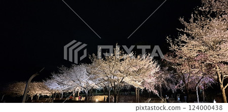 雪櫻桃在晚上點亮 雪櫻桃在晚上點亮 124000438