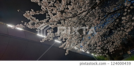 夜櫻花和燈光 夜櫻花和燈光 124000439