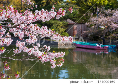 舊華公園的櫻花（桑名市） 124000469