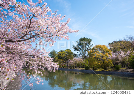 舊華公園的櫻花(桑名市) 舊華公園的櫻花(桑名市) 124000481