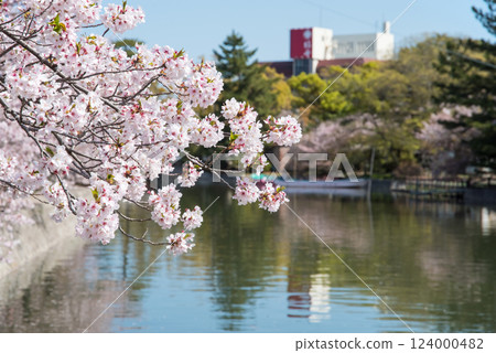 舊華公園的櫻花(桑名市) 舊華公園的櫻花(桑名市) 124000482