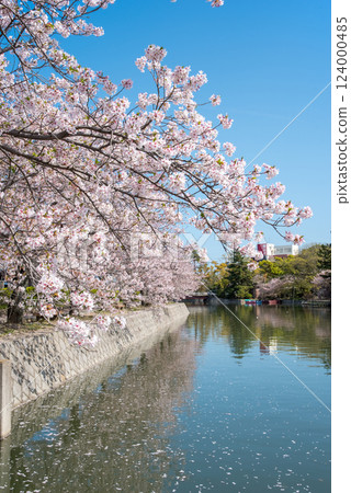 Cherry blossoms at Kyuka Park (Kuwana City) Cherry blossoms at Kyuka Park (Kuwana City) 124000485