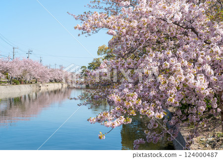 舊華公園的櫻花（桑名市） 124000487
