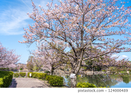 舊華公園的櫻花（桑名市） 124000489