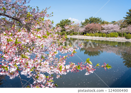 Cherry blossoms at Kyuka Park (Kuwana City) 124000490