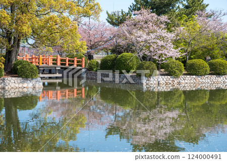 Cherry blossoms at Kyuka Park (Kuwana City) 124000491