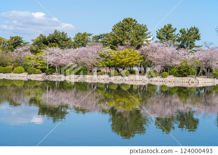 舊華公園的櫻花(桑名市) 舊華公園的櫻花(桑名市) 124000493