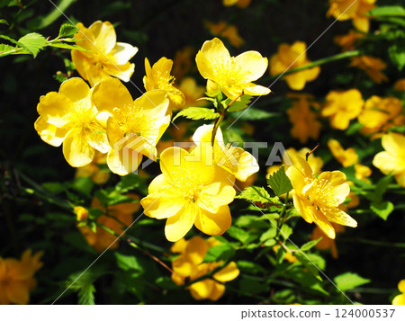 Yamaboki flowers 124000537