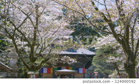 岩殿觀音正法寺:櫻花盛開的春日陽光下,觀音堂熠熠生輝 / 埼玉縣東松山市 岩殿觀音正法寺:櫻花盛開的春日陽光下,觀音堂熠熠生輝 / 埼玉縣東松山市 124000592