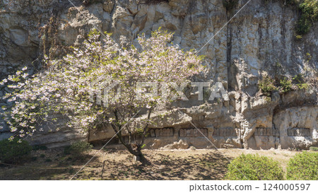 Iwadono Kannon Shohoji Temple: Rock walls and stone Buddha statues seen through the double cherry blossoms / Higashimatsuyama City, Saitama Prefecture Iwadono Kannon Shohoji Temple: Rock walls and stone Buddha statues seen through the double cherry blossoms / Higashimatsuyama City, Saitama Prefecture 124000597