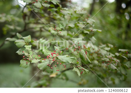 紅色水果莢with 紅色水果莢with 124000612