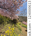 Kawazu cherry tree in Matsuda Town 124000613