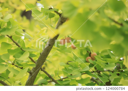 Ginkgo nuts growing on a roadside ginkgo tree in Yamashita Park, Yokohama Ginkgo nuts growing on a roadside ginkgo tree in Yamashita Park, Yokohama 124000784