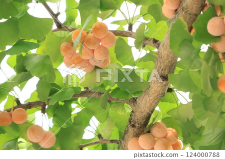 Ginkgo nuts growing on a roadside ginkgo tree in Yamashita Park, Yokohama Ginkgo nuts growing on a roadside ginkgo tree in Yamashita Park, Yokohama 124000788