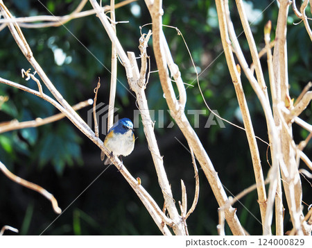 Male of Ruribitaki Male of Ruribitaki 124000829