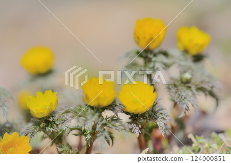 A scene of early spring blooming with Adonis flowers, a symbol of hope - a soft and gentle glow 124000851