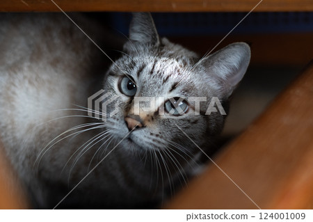 A Siamese tabby cat looking at me from under a chair 124001009