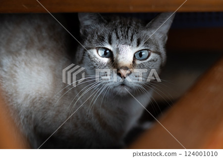 A Siamese tabby cat looking at me from under a chair 124001010
