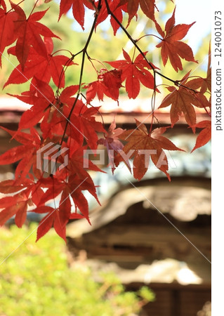 Autumn foliage around Oyama Afuri Shrine and Oyama Temple, Isehara City, Kanagawa Prefecture 124001073