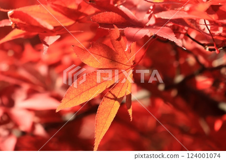 Autumn foliage around Oyama Afuri Shrine and Oyama Temple, Isehara City, Kanagawa Prefecture 124001074