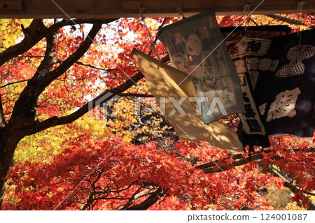 神奈川縣伊勢原市大山阿夫利神社和大山寺周圍的紅葉 神奈川縣伊勢原市大山阿夫利神社和大山寺周圍的紅葉 124001087