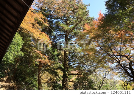 神奈川縣伊勢原市大山阿夫利神社和大山寺周圍的紅葉 124001111