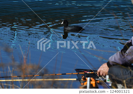 Fisherman and the resident coot_01 124001321