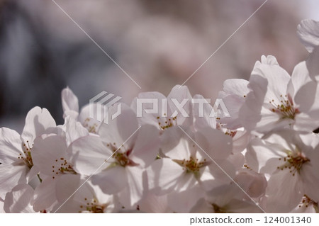 沐浴春光的櫻花盛開 124001340