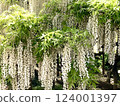 White wisteria trellis 124001397