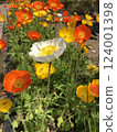 Poppy in full bloom 124001398