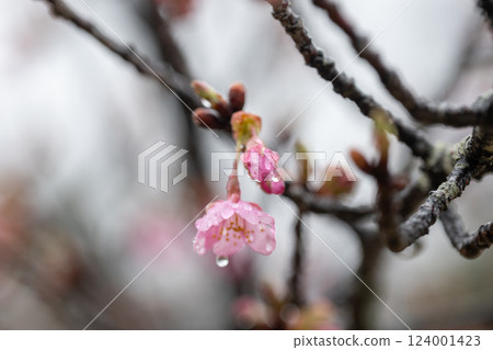Cherry blossoms seen in the rain at a park in Kurashiki, Okayama Prefecture, Japan 124001423