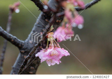 Cherry blossoms seen in the rain at a park in Kurashiki, Okayama Prefecture, Japan 124001427